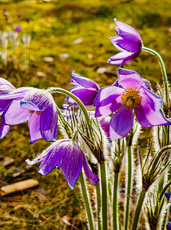 Purple Wildflowers Blooming in Garden.の写真素材