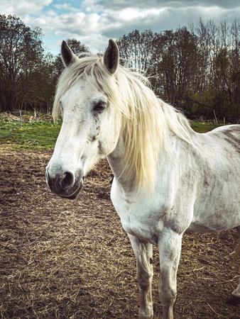 Close up of white horse with beautiful long bangs on black backgroundの写真素材