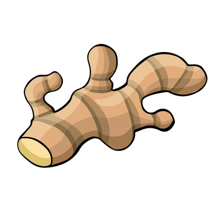Ginger root without background vector illustrationのイラスト素材