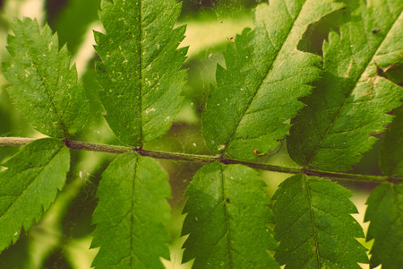 vintage soft blurred green fern leafs on blurred background with bokehの写真素材
