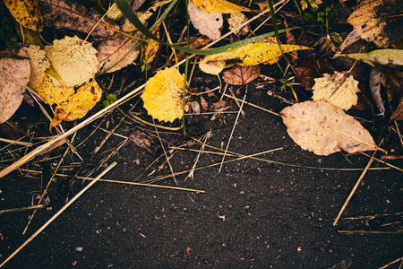 Leaves on the grass. Fallen leaves. Leaf fall. Golden autumn