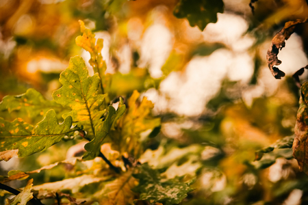 Photo of oak leaves on a tree. Golden autumn.の写真素材