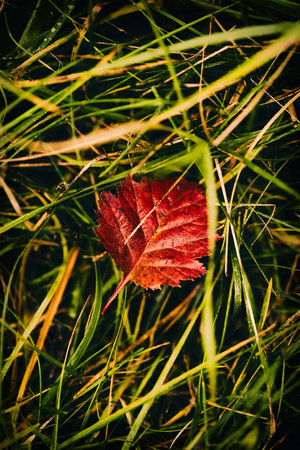 Leaves on the grass. Fallen leaves. Leaf fall. Golden autumn