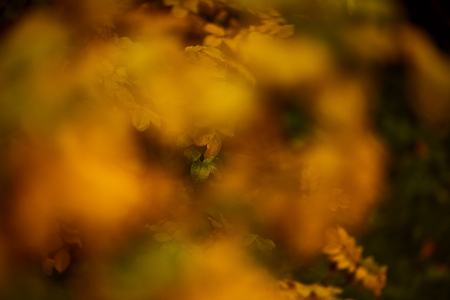 Photo of dog-rose leaves and berries. Golden autumnの写真素材