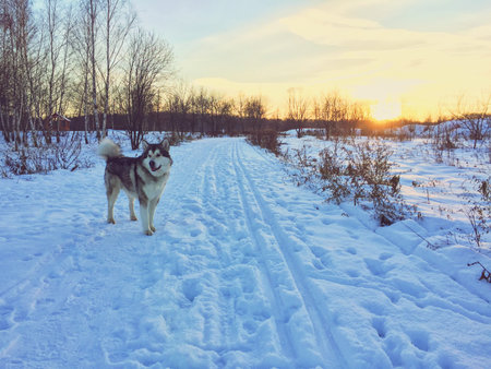 Alaskan malamute dog standing on a snow field.