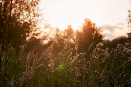 Light backdrop. Beautiful autumn nature. Autumn garden. Grass background. Green farm. Summer color....