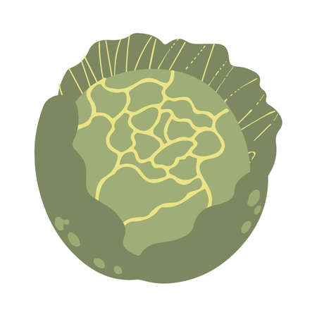 Cabbage in a cartoon style. Vector image. Isolated on white.のイラスト素材