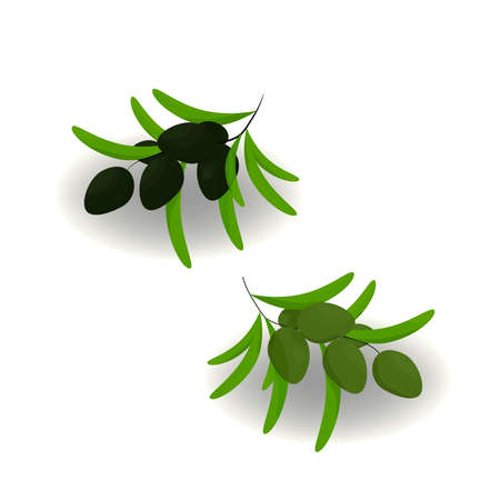 Vector branch of olives. Different degree of ripeness. Decor element.のイラスト素材