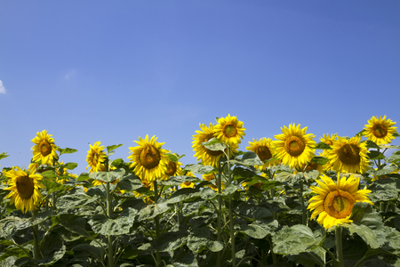 field with blossoming sunflowers against the blue skyの写真素材