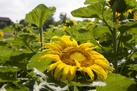 blooming sunflower closeupの写真素材