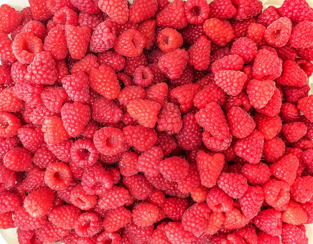 Harvest delicious raspberries. Red berry raspberries.