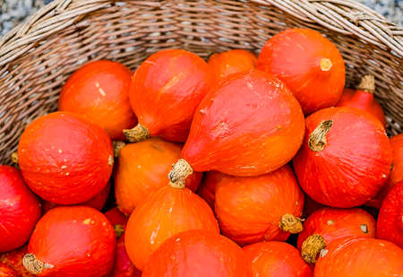 Autumn harvest of pumpkins.
Orange pumpkins in a basket.の写真素材