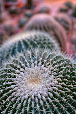 Close-up cactus in sunset light. Close-up background with cacti.の写真素材