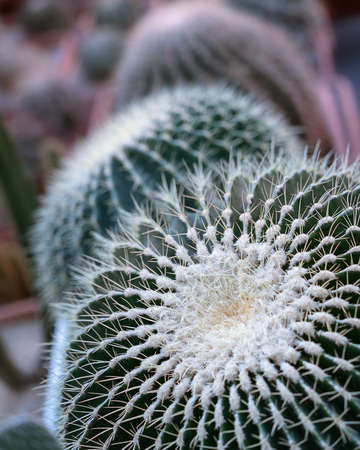 Close-up cactus in sunset light. Close-up background with cacti.の写真素材