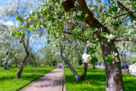 Blooming apple orchard on a sunny dayの写真素材