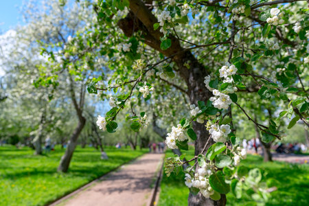 Blooming apple orchard on a sunny dayの写真素材