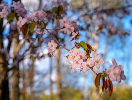 Blooming sakura on a background of blue skyの写真素材