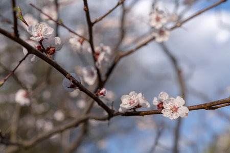 Blooming sakura on a background of blue skyの写真素材