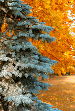 Autumn landscape with yellow treesの写真素材
