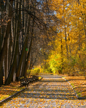 Beautiful autumn landscape with yellow trees and sun. Colorful foliage in the park.の写真素材