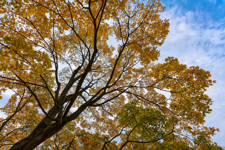 Colorful autumn foliage against a sky with clouds. Beautiful autumn landscape with yellow leaves. autumn natural background.の写真素材