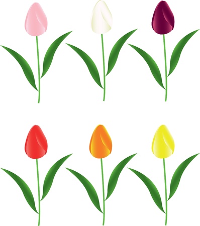 red, orange, yellow, pink, white tulipsのイラスト素材