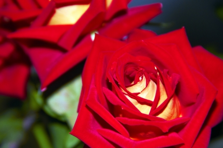 big red rose with yellowの写真素材