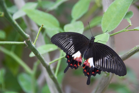big butterfly on green plantの写真素材