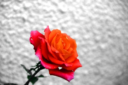 orange rose on abstract backgroundの写真素材