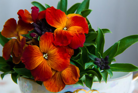 bouquet red small dog-violet on the tableの写真素材