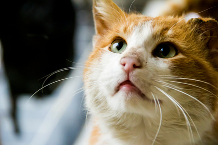very sad cat with big green eyesの写真素材