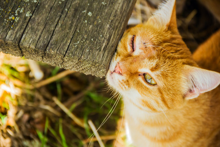 very sad cat with big green eyesの写真素材