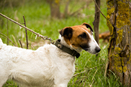 Smooth Fox Terrier nice on a leashの写真素材