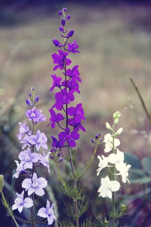 Delphiniumの写真素材