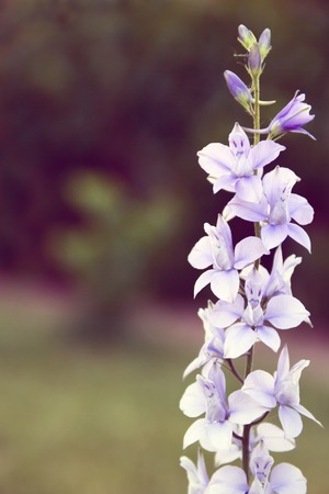 Delphiniumの写真素材