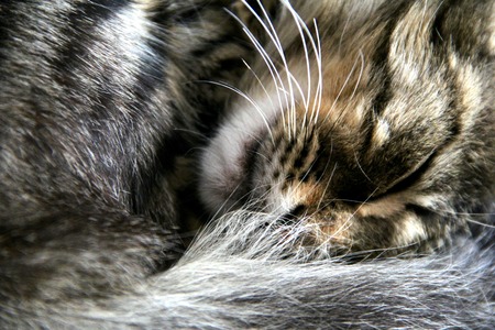 big cat sleep and tail nose closedの写真素材