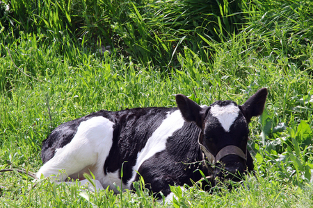 calf in a meadow. photoの写真素材