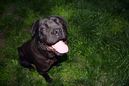 black dog cane corso. photoの写真素材