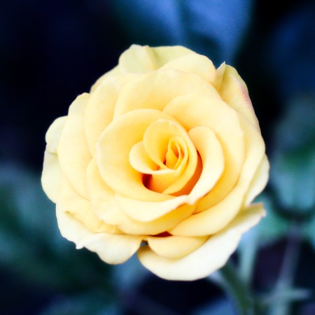 yellow rose. photo. backgroundの写真素材