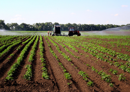 watering the field tomato.の写真素材