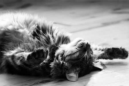 sleeping big cat. photo. black and whiteの写真素材