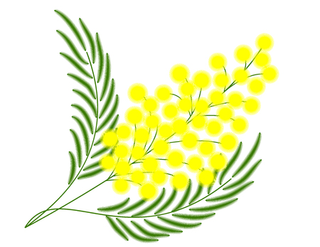branch of yellow mimosa for gift on March 8. isolate vector.のイラスト素材