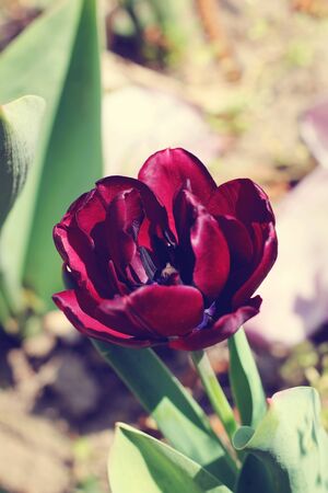 biautiful big black tulip on the sun. photo. flowers springの写真素材