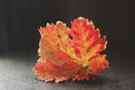 grape leaf. fall or autumn. a photo