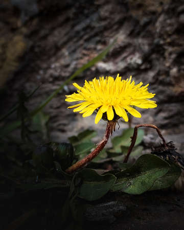 dandelion grows through stones. a photoの写真素材
