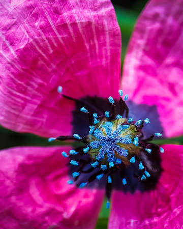 the middle of a scarlet poppy with blue stamens. macro. a photoの写真素材