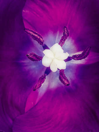 The center of a violet tulip with pistil and stamens. background. macro. photo.の写真素材