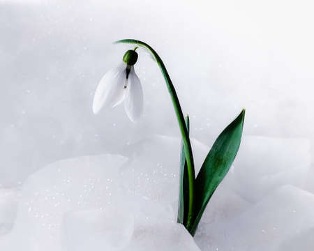 Snowdrop in the snow in early spring.の写真素材