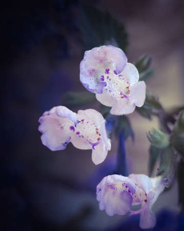 Blue Nepeta cataria macro. background. photoの写真素材