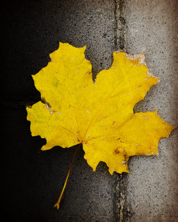 yellow maple withered leaf in autumn on the pavement in autumn. macro. a photo